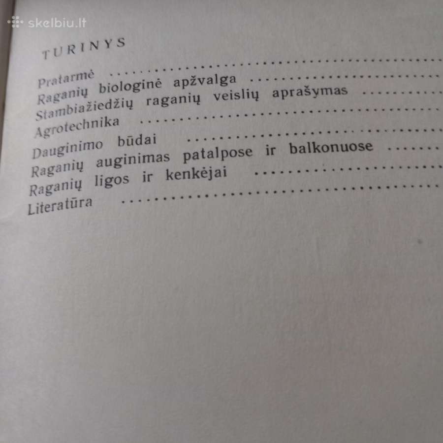 Stambiažiedės raganės - nuotraukos Nr. 3