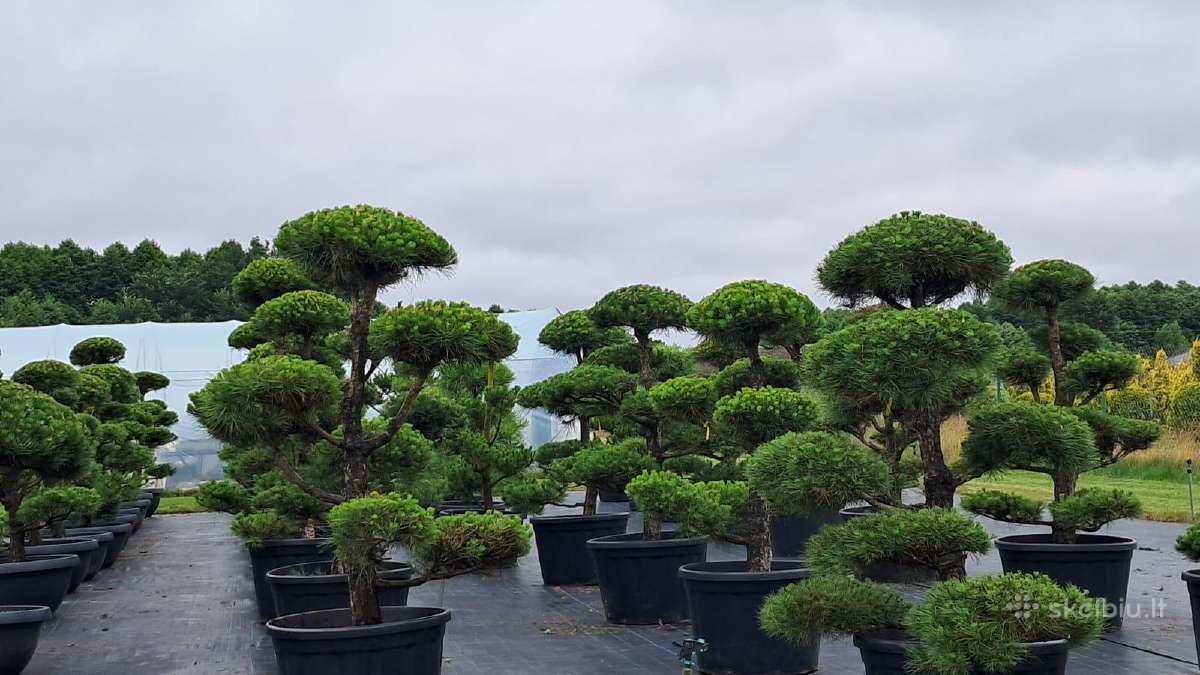 Bonsai.niwaki Juodoji pušis formuota lauko bonzai.