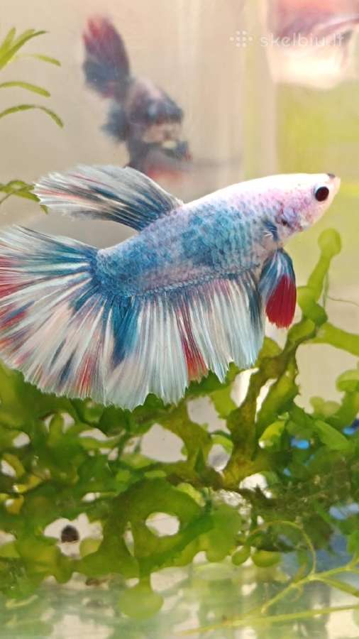 Žuvytės Betta-fish splenders, Deltukai ir krevetės