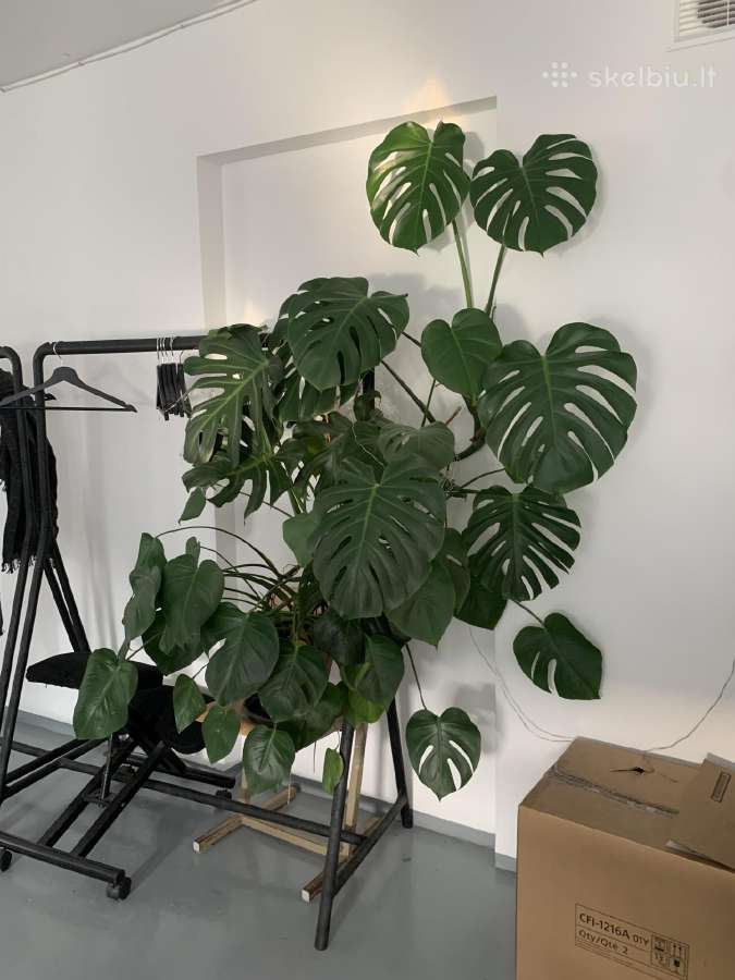 Vešli, labai graži monstera