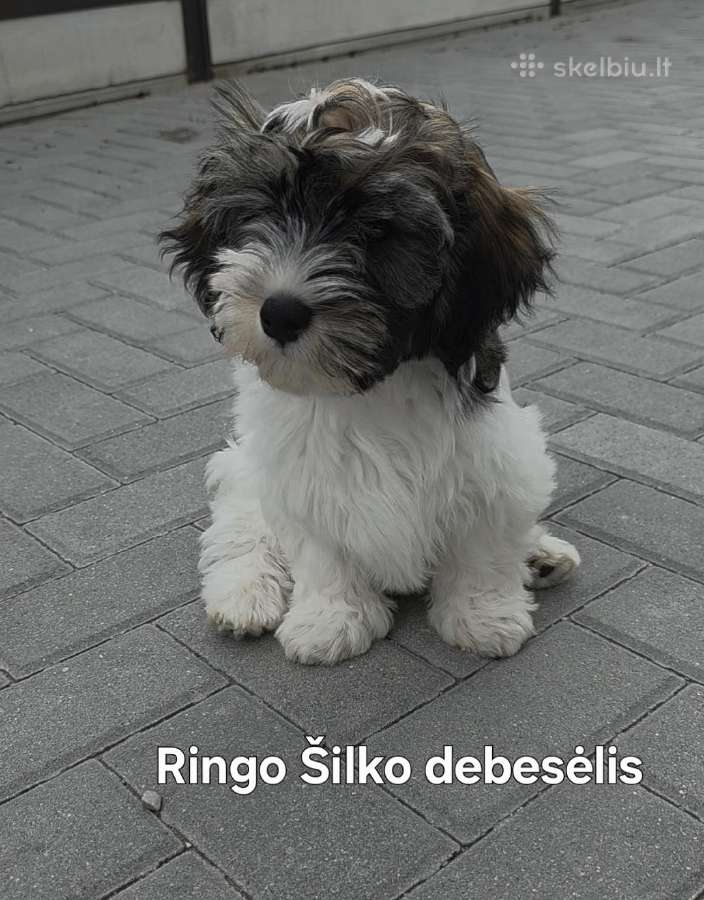 Havanos bišonas su kilmės dokumentais - nuotraukos Nr. 9