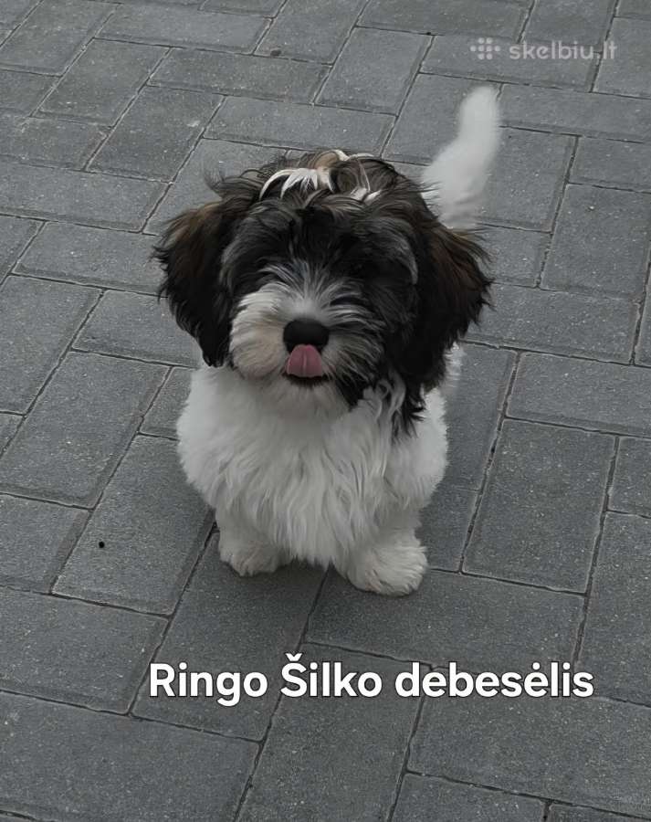 Havanos bišonas su kilmės dokumentais - nuotraukos Nr. 10