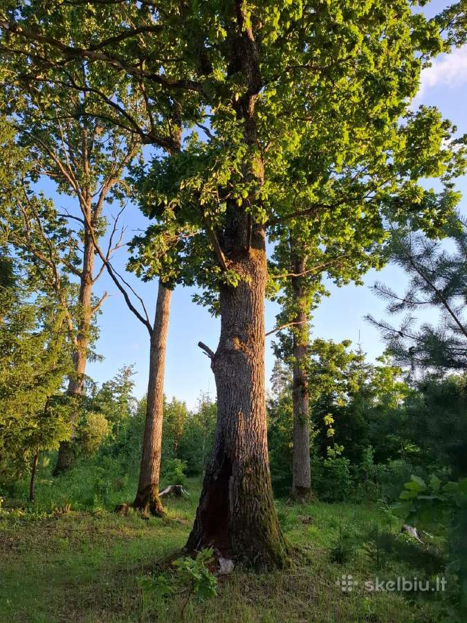 Ąžuolas nusikirtimui