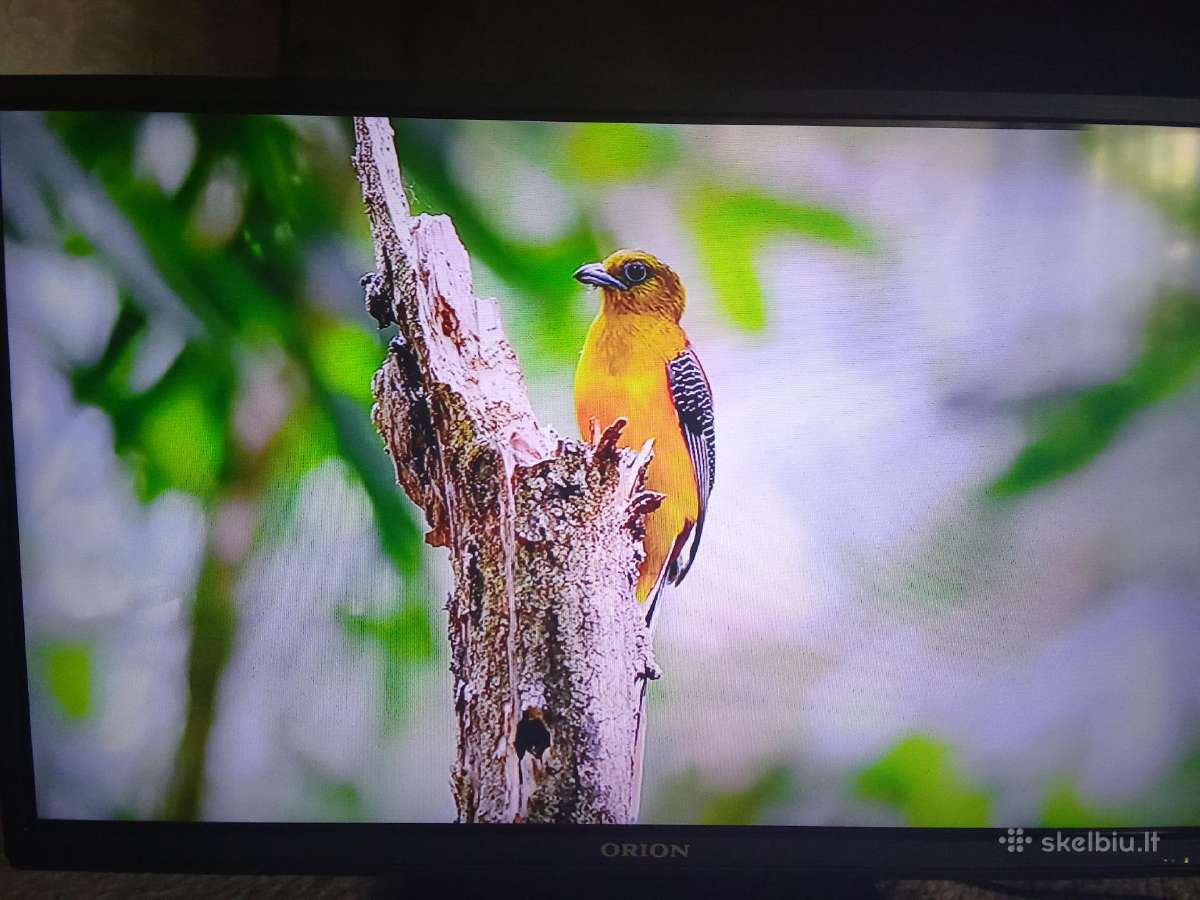 Orion Tv24lb995 LED 61cm. - nuotraukos Nr. 19