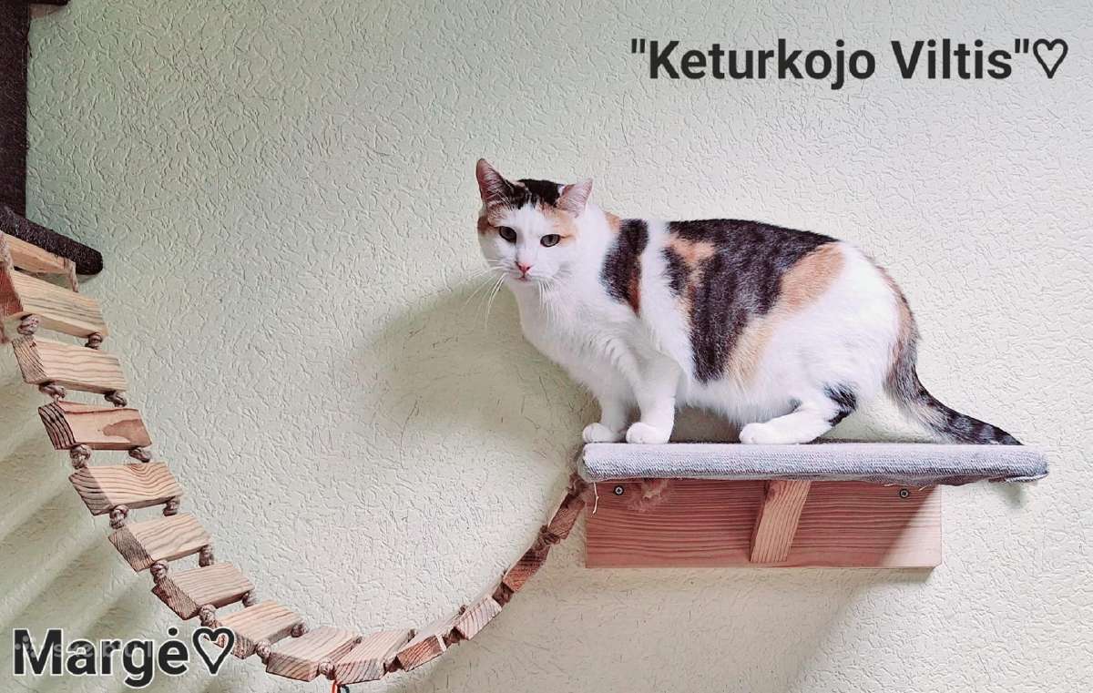 Alytuje dovanojame 200 kačių nuo 2 mėnesių - nuotraukos Nr. 21