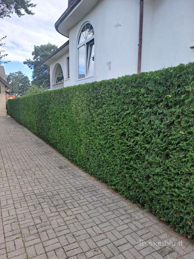 Gyvatvorių karpymas, žeminimas, formavimas - nuotraukos Nr. 8