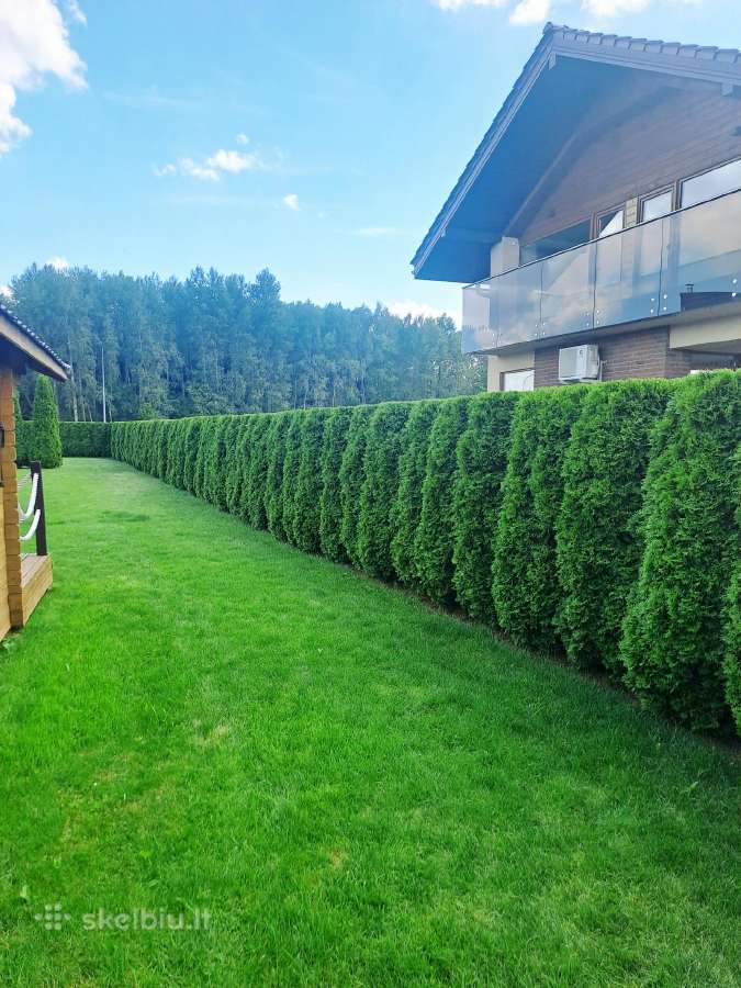 Gyvatvorių karpymas, žeminimas, formavimas - nuotraukos Nr. 7