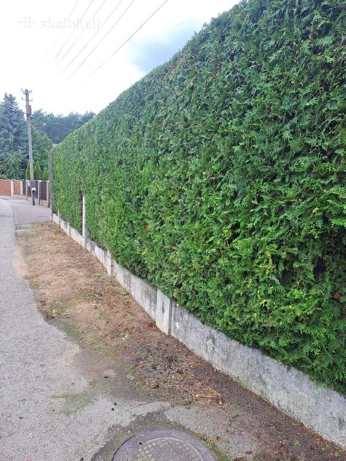 Gyvatvorių karpymas, žeminimas, formavimas - nuotraukos Nr. 14