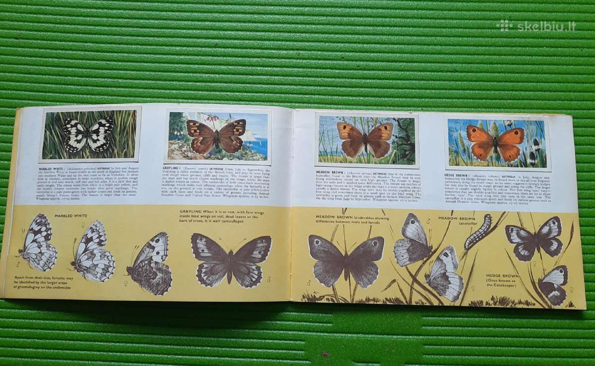 Arbatos kortelės British Butterflies (1927m) - nuotraukos Nr. 3