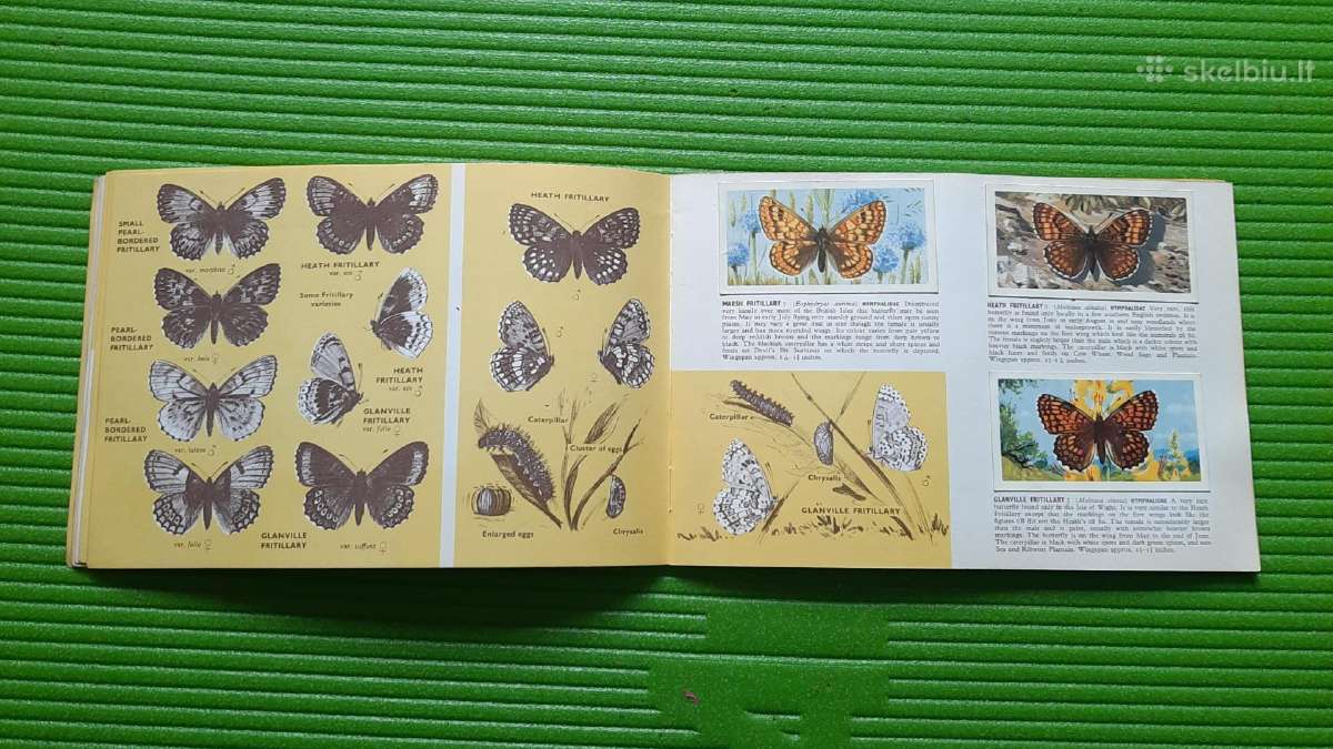 Arbatos kortelės British Butterflies (1927m) - nuotraukos Nr. 6