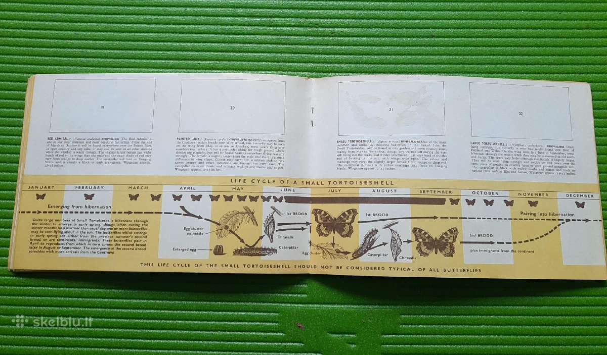 Arbatos kortelės British Butterflies (1927m) - nuotraukos Nr. 7