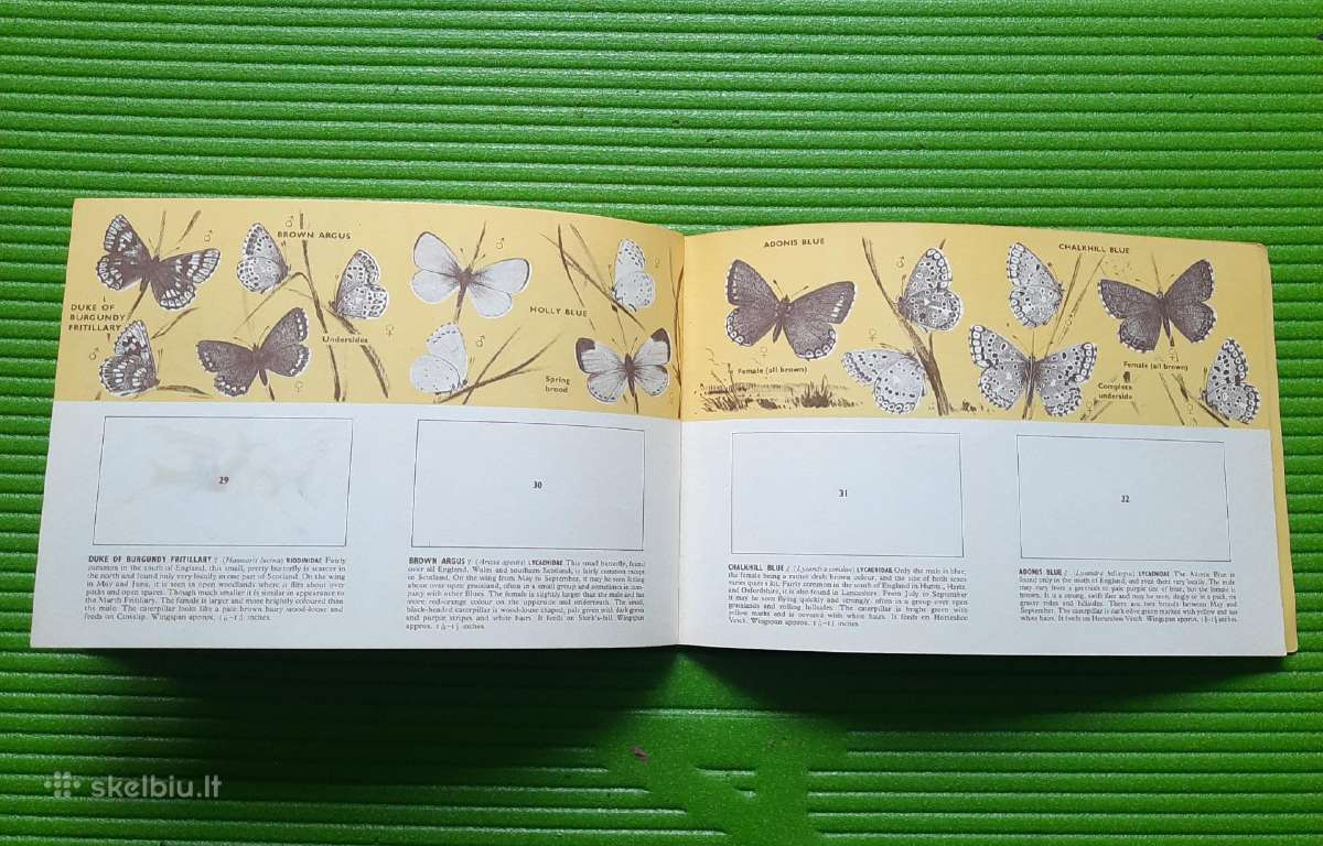 Arbatos kortelės British Butterflies (1927m) - nuotraukos Nr. 9