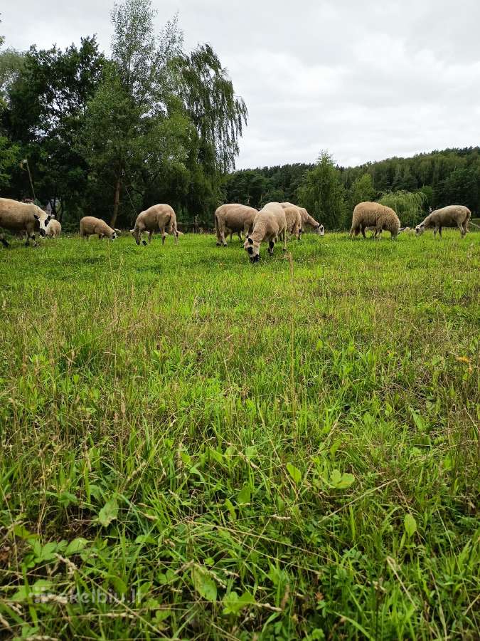 Avys Kerry Hill veislės - nuotraukos Nr. 2
