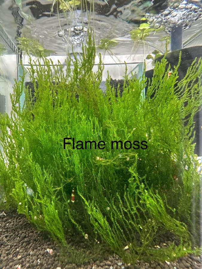 Anubias Petite, Bucephalandra, samanos - nuotraukos Nr. 12
