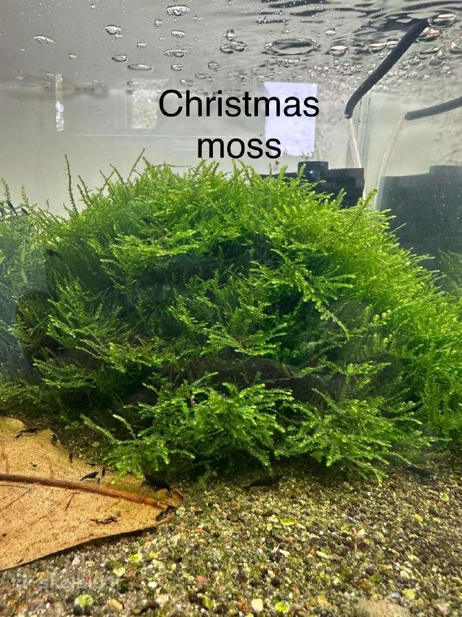 Anubias Petite, Bucephalandra, samanos - nuotraukos Nr. 11