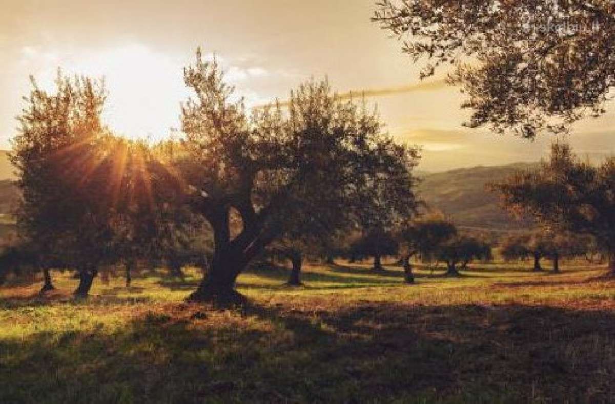 Ispaniškas alyvuogių aliejus Virgen Extra - nuotraukos Nr. 5