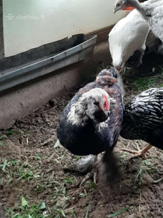 Paukščių išpardavimas - nuotraukos Nr. 8