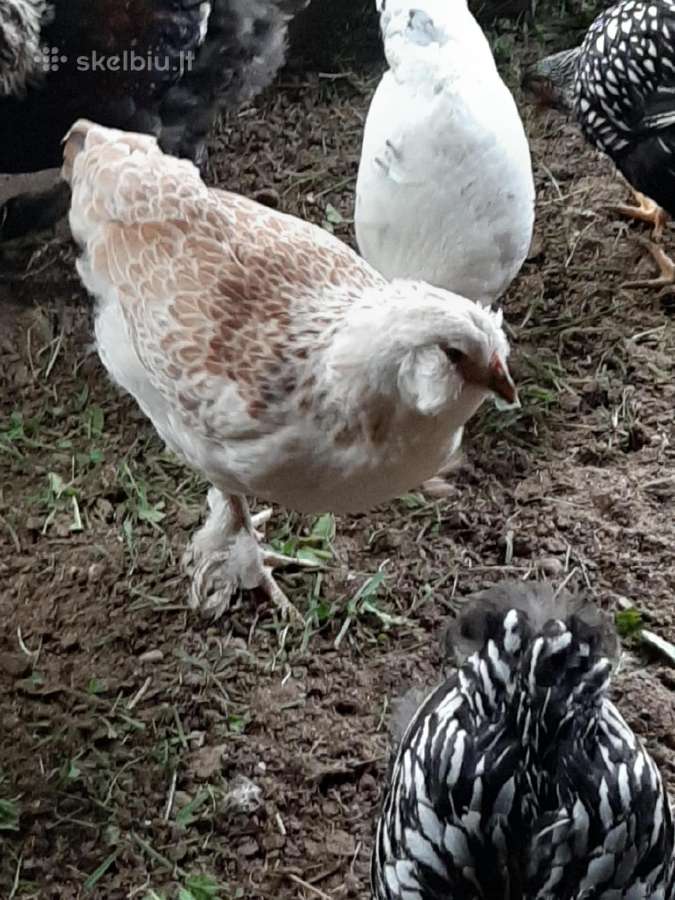 Paukščių išpardavimas - nuotraukos Nr. 4