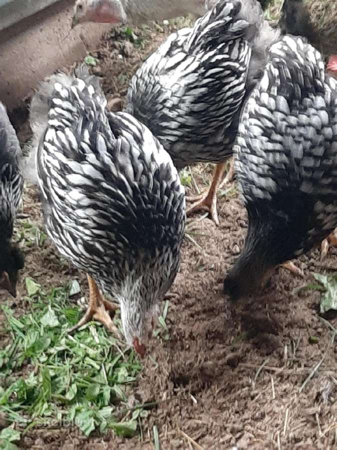 Paukščių išpardavimas - nuotraukos Nr. 9