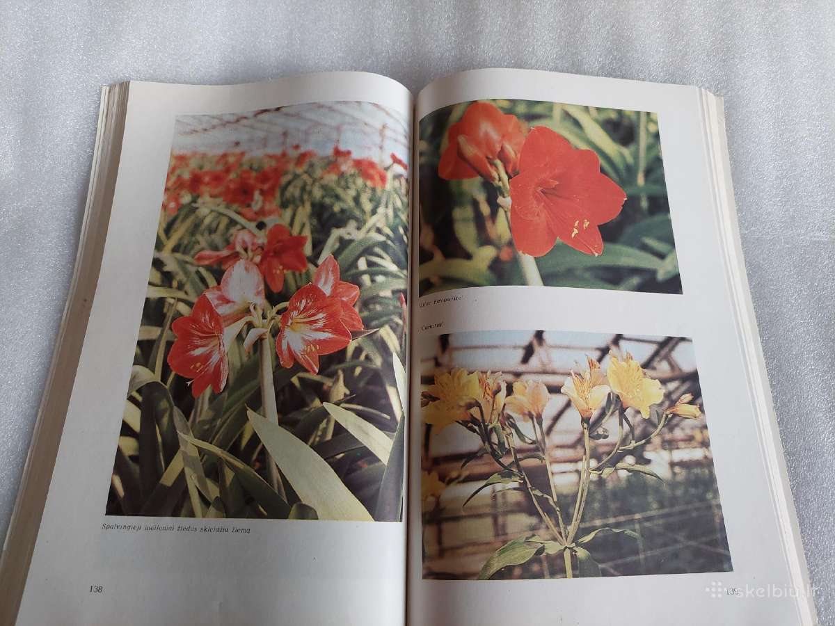 Gėlės šiltnamiuose - nuotraukos Nr. 6
