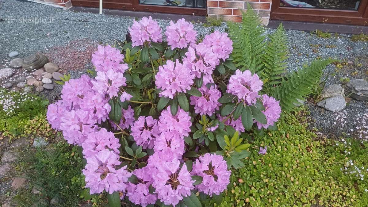 Rododendrai - nuotraukos Nr. 7