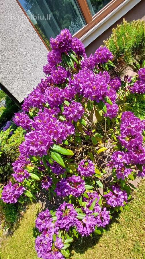 Rododendrai - nuotraukos Nr. 8