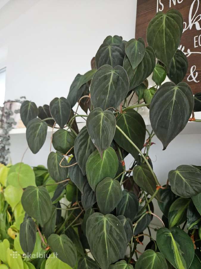 Philodendron Micans karpiniai