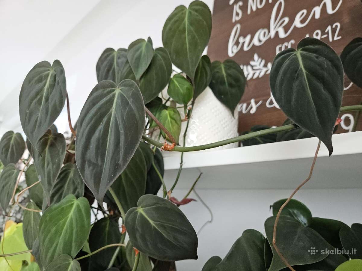 Philodendron Micans karpiniai - nuotraukos Nr. 2