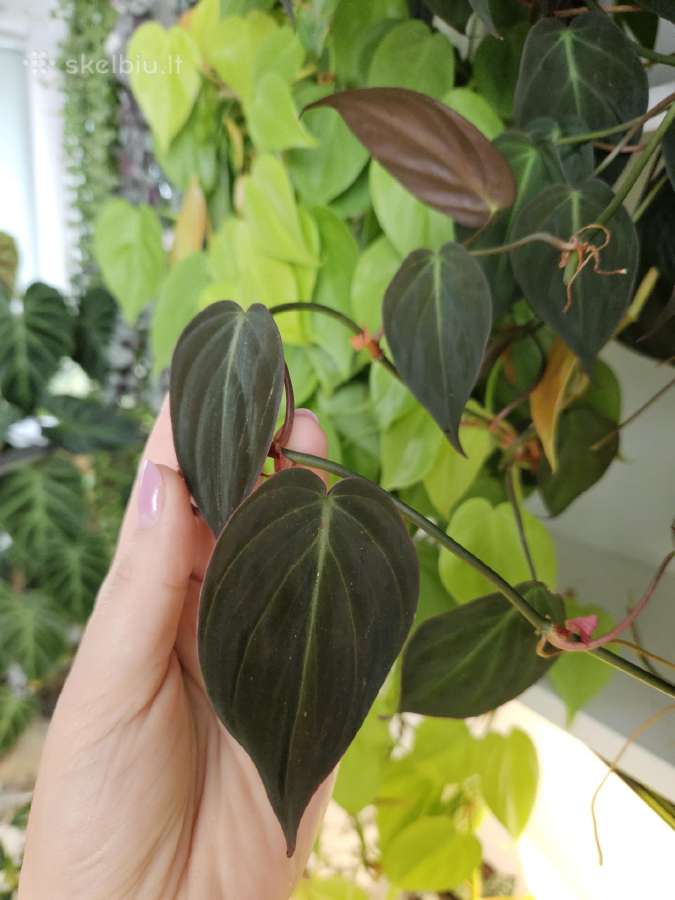 Philodendron Micans karpiniai - nuotraukos Nr. 3