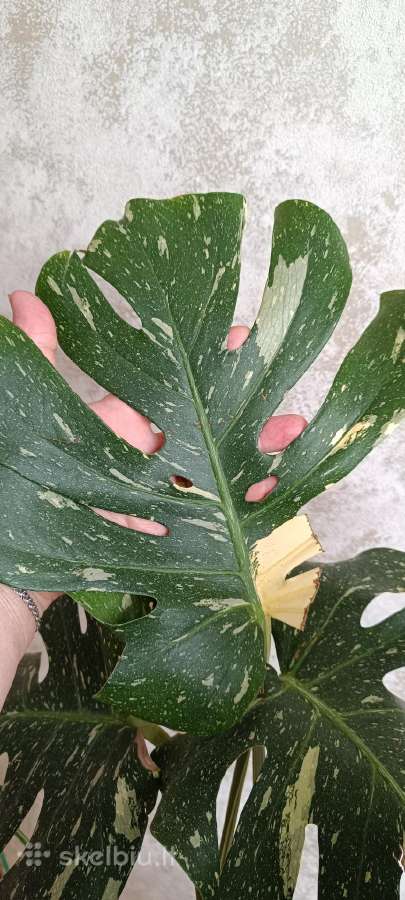 The Monstera Thai Constellation 'Crme Brle'(? - nuotraukos Nr. 7
