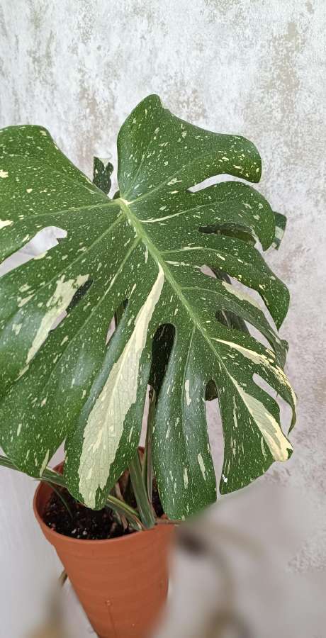 The Monstera Thai Constellation 'Crme Brle'(? - nuotraukos Nr. 6