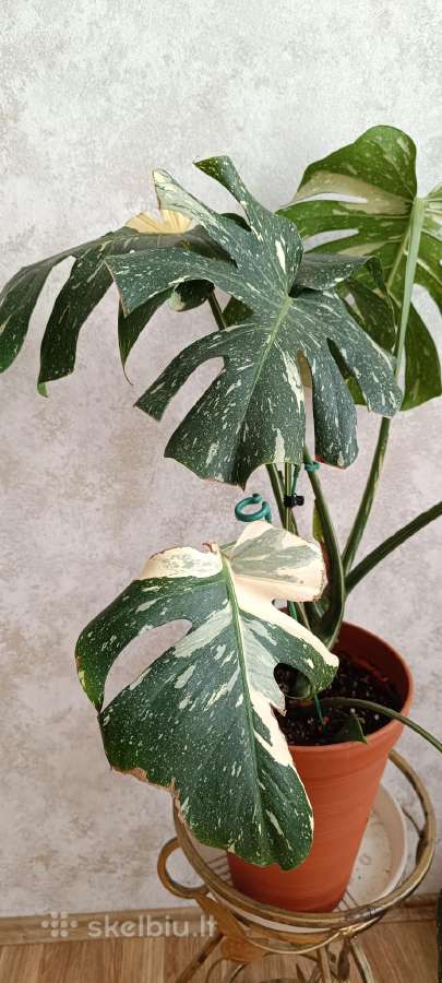 The Monstera Thai Constellation 'Crme Brle'(? - nuotraukos Nr. 4