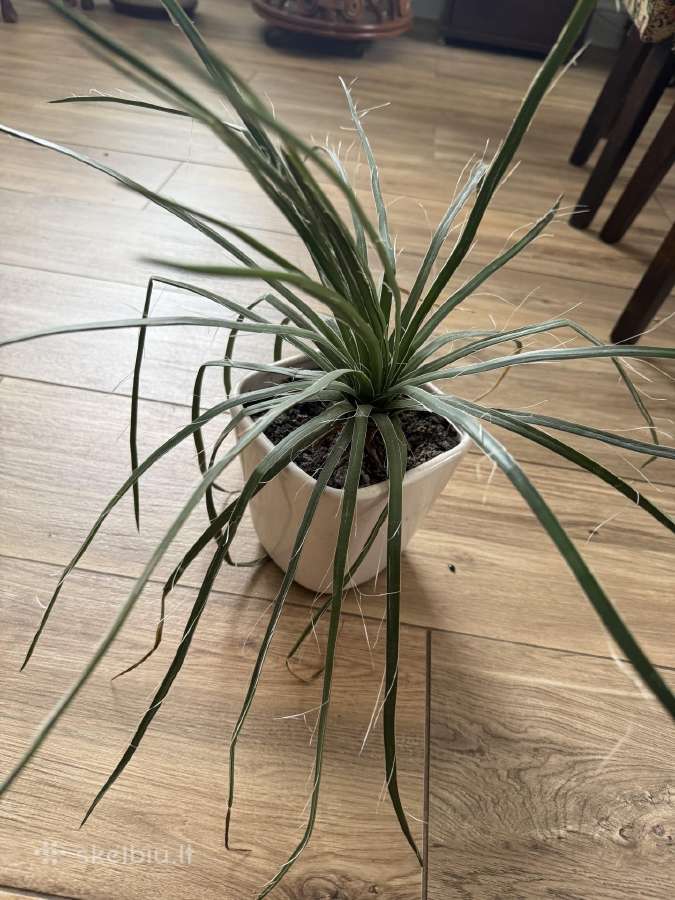 Agava