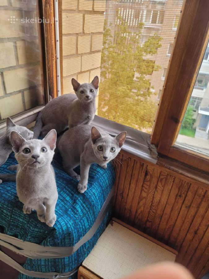 Parduodu Rusu Melsvuosius Kaciukus. 200 Eur - nuotraukos Nr. 2