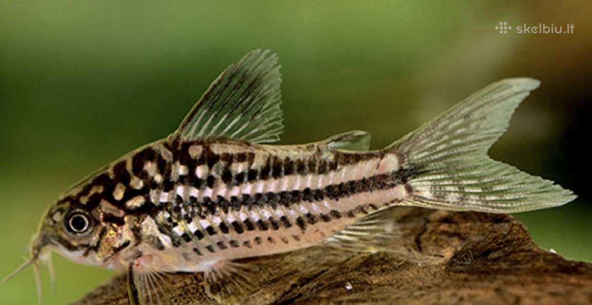 Įv. akvariuminės žuvelės Šiauliuose - nuotraukos Nr. 4