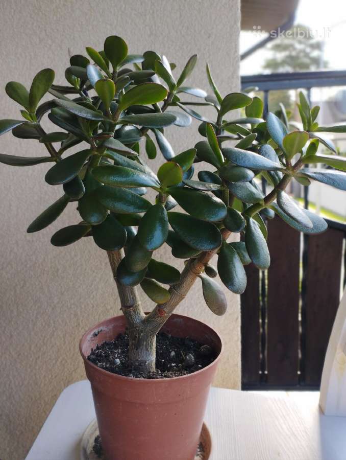 Sukulentas - Storalapis Pinigėlių ( Laimės) medis - nuotraukos Nr. 2