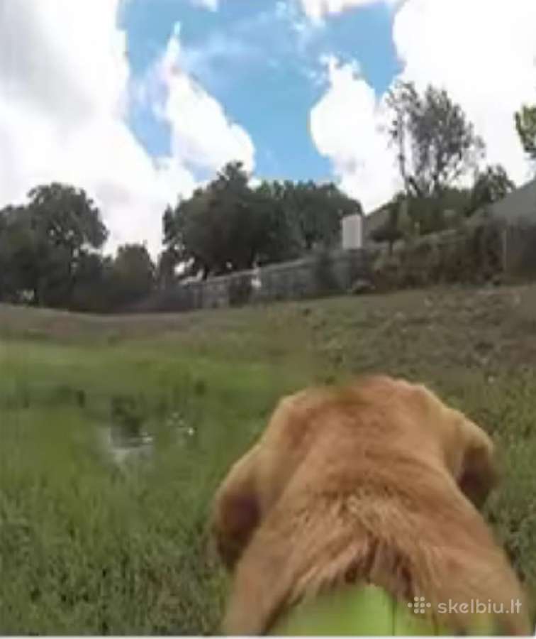 Gopro laikiklis šuniui (10–20 kg) – naujas - nuotraukos Nr. 3