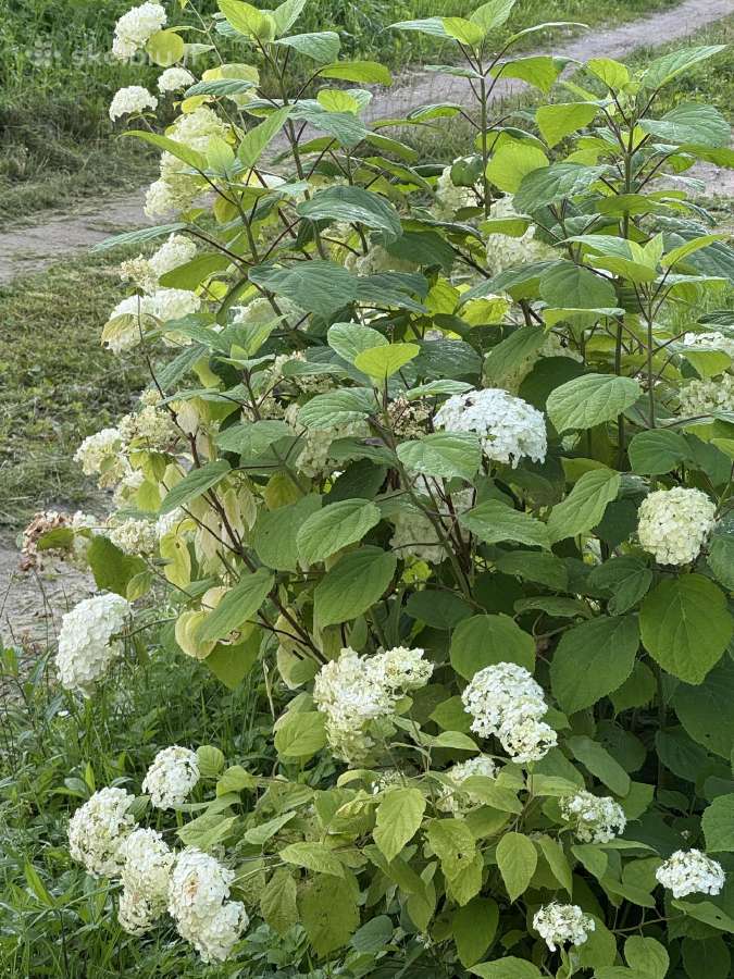 Daugiamečiai augalai - nuotraukos Nr. 7