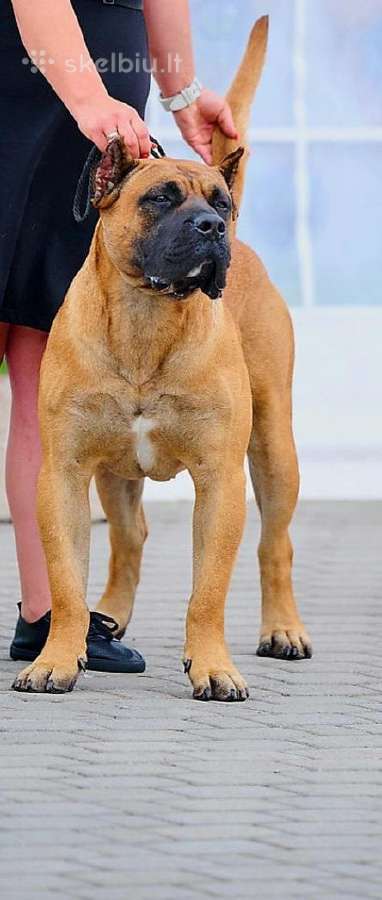 Kanaru dogai(presa Canario)sulaukėme vados - nuotraukos Nr. 6