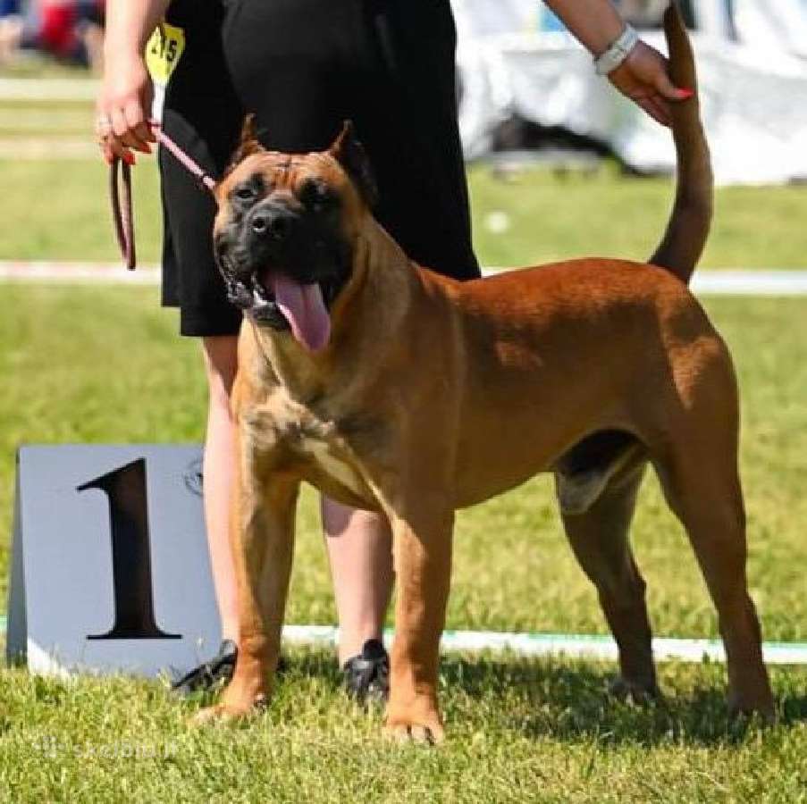 Kanaru dogai(presa Canario)sulaukėme vados - nuotraukos Nr. 2
