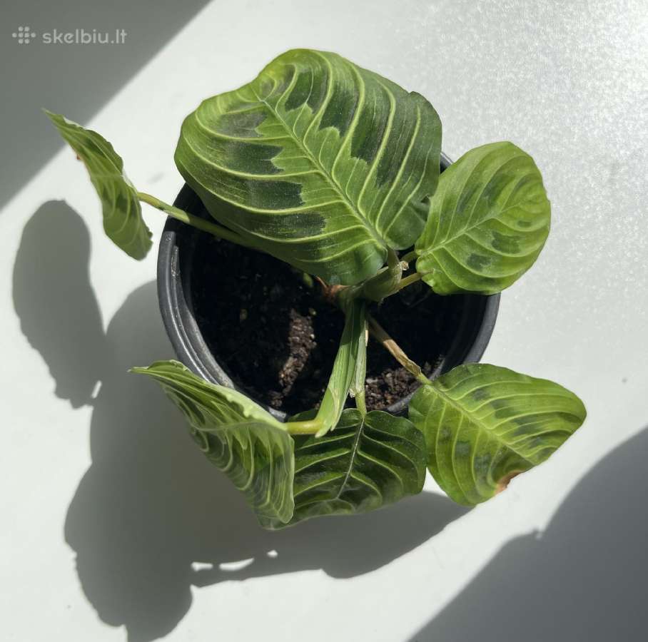 Maranta lemon lime