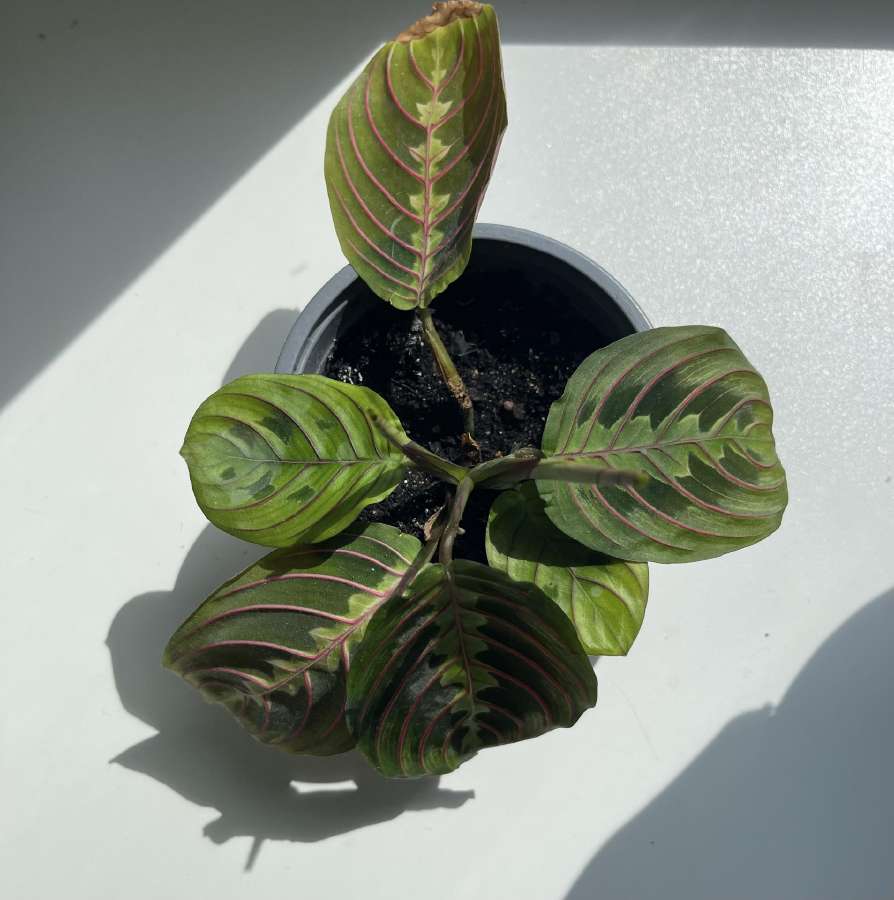 Baltagyslė maranta (Maranta leuconeura)