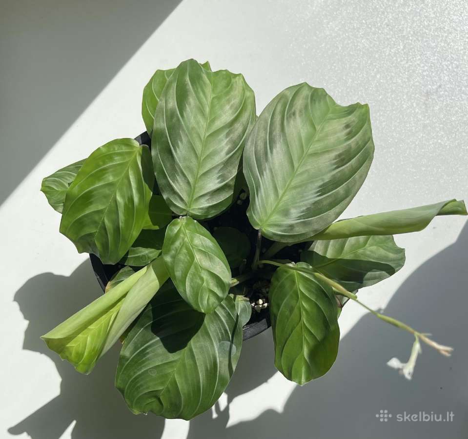 Maranta Silver band
