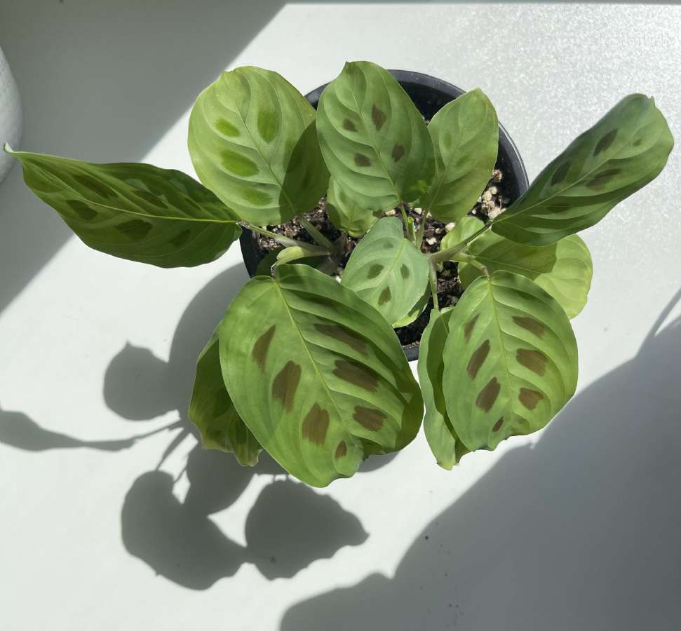 Maranta leuconeura ‘kerchoveana – Rabbit Tracks