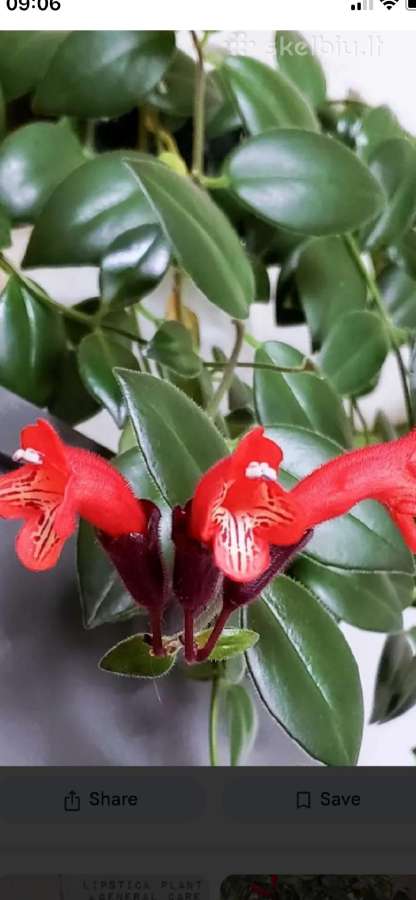 Aeschynanthus