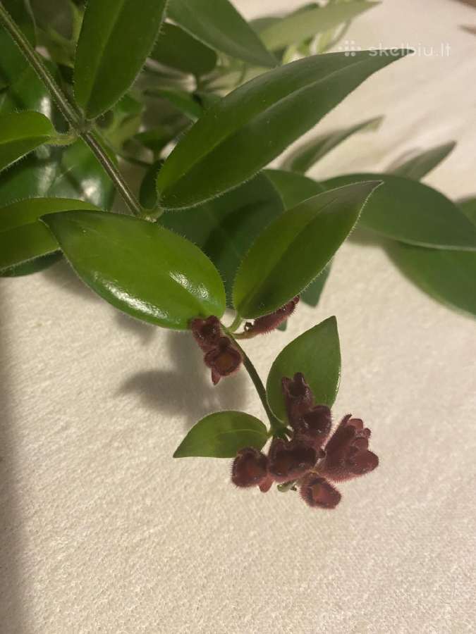 Aeschynanthus - nuotraukos Nr. 7