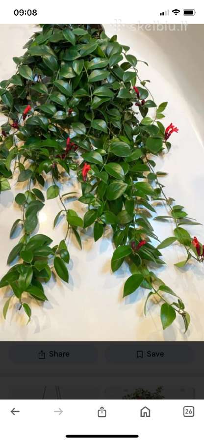 Aeschynanthus - nuotraukos Nr. 5