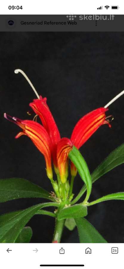 Aeschynanthus - nuotraukos Nr. 6