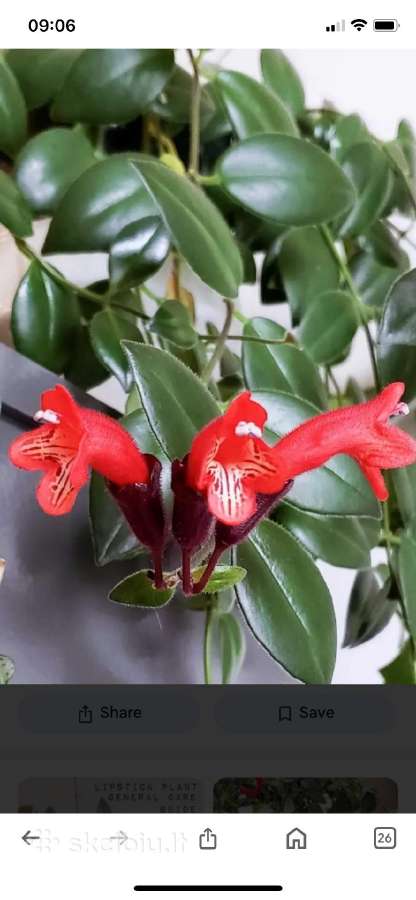 Aeschynanthus - nuotraukos Nr. 8