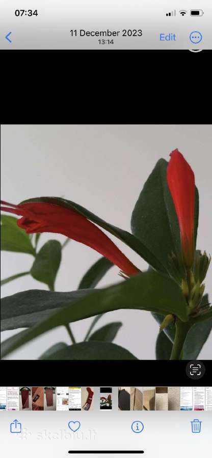 Aeschynanthus - nuotraukos Nr. 9